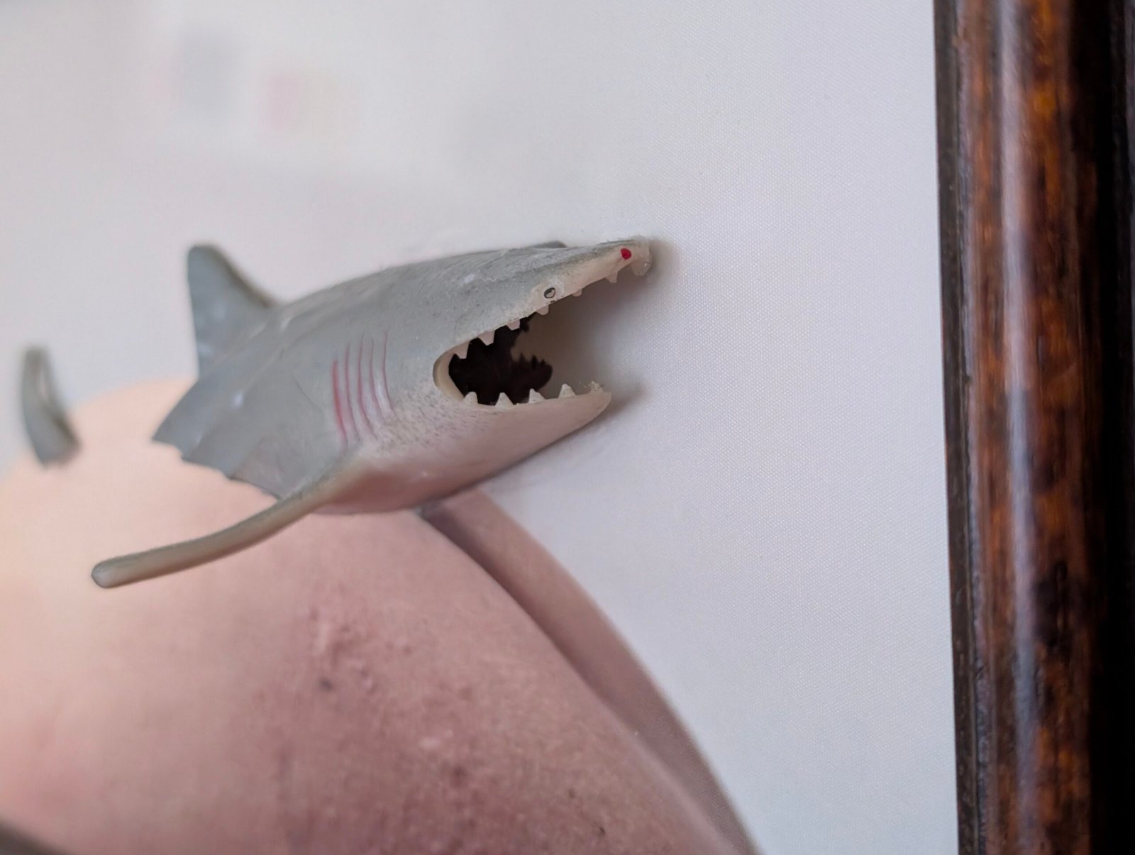 Shark attack - immagine 4
