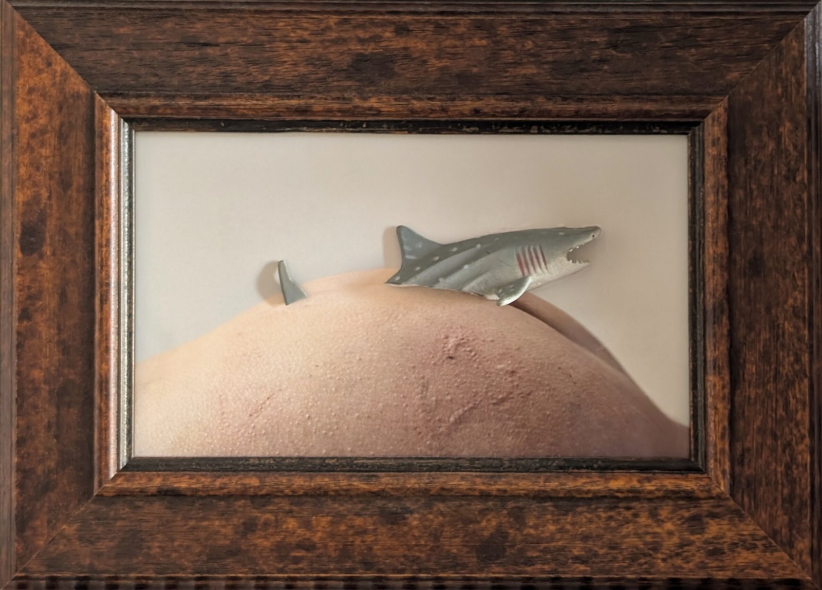 Shark attack - immagine 3